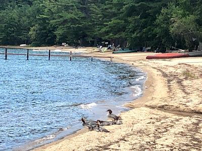 Sandee - Sandy Beach Of Newfound Lake