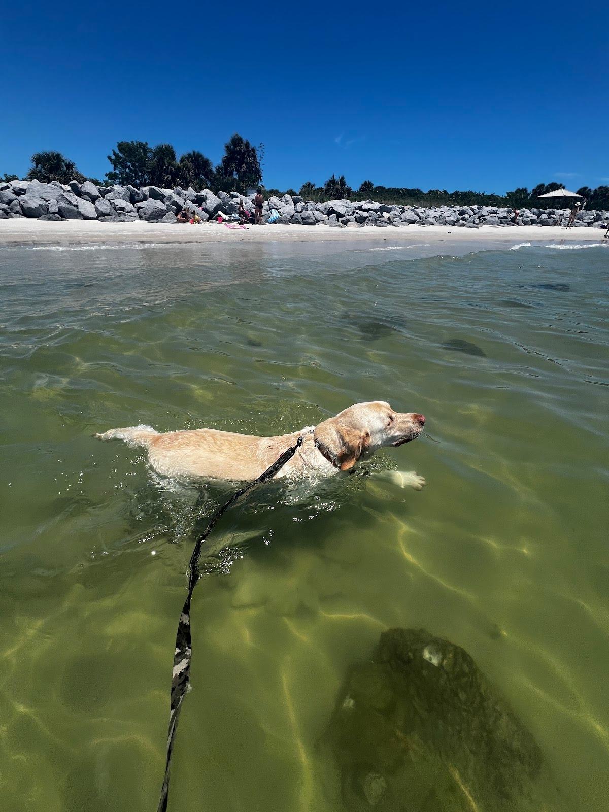 Sandee - Ponce Inlet Dog Beach