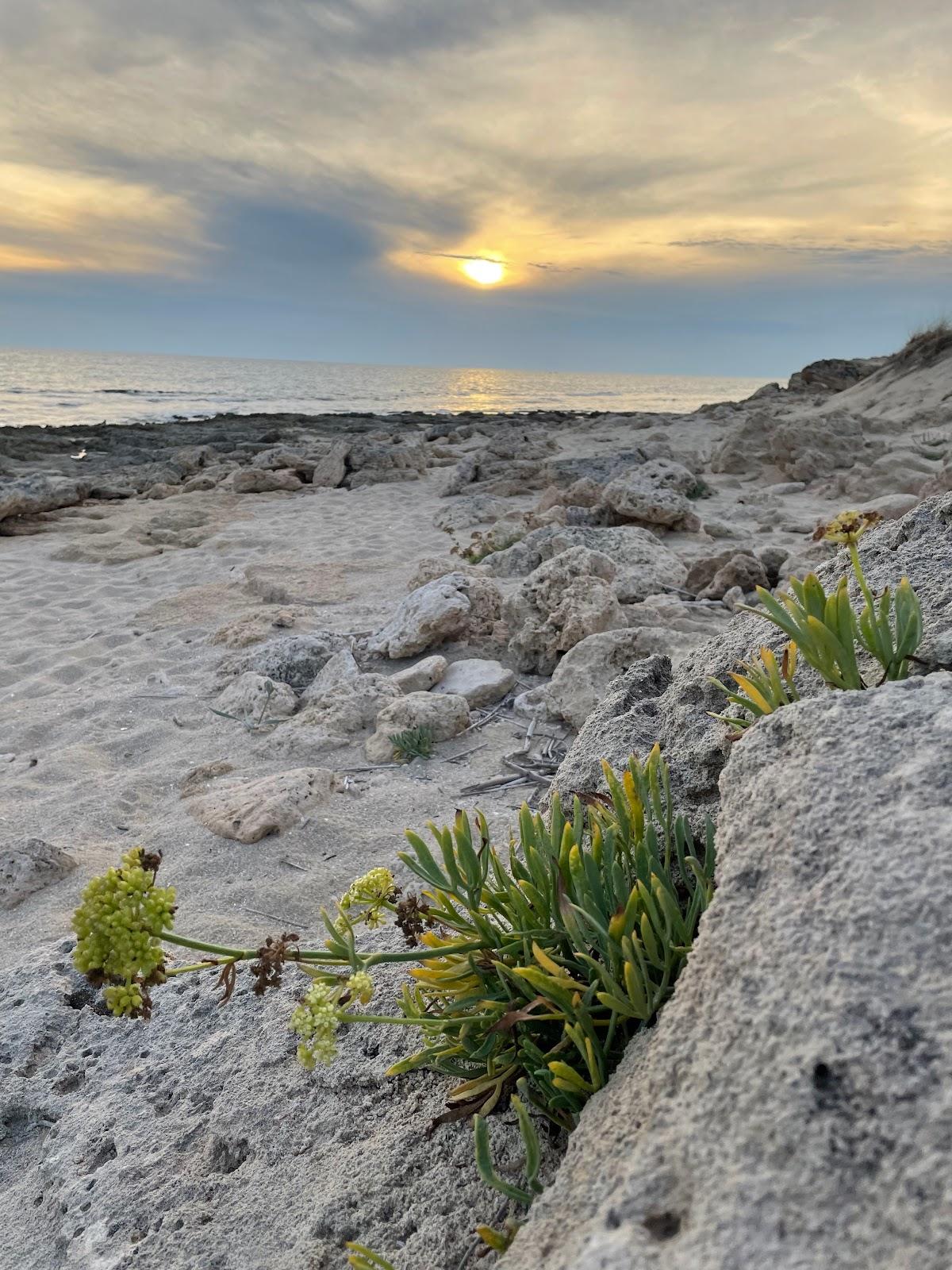 Sandee Cisaniello Beach Photo