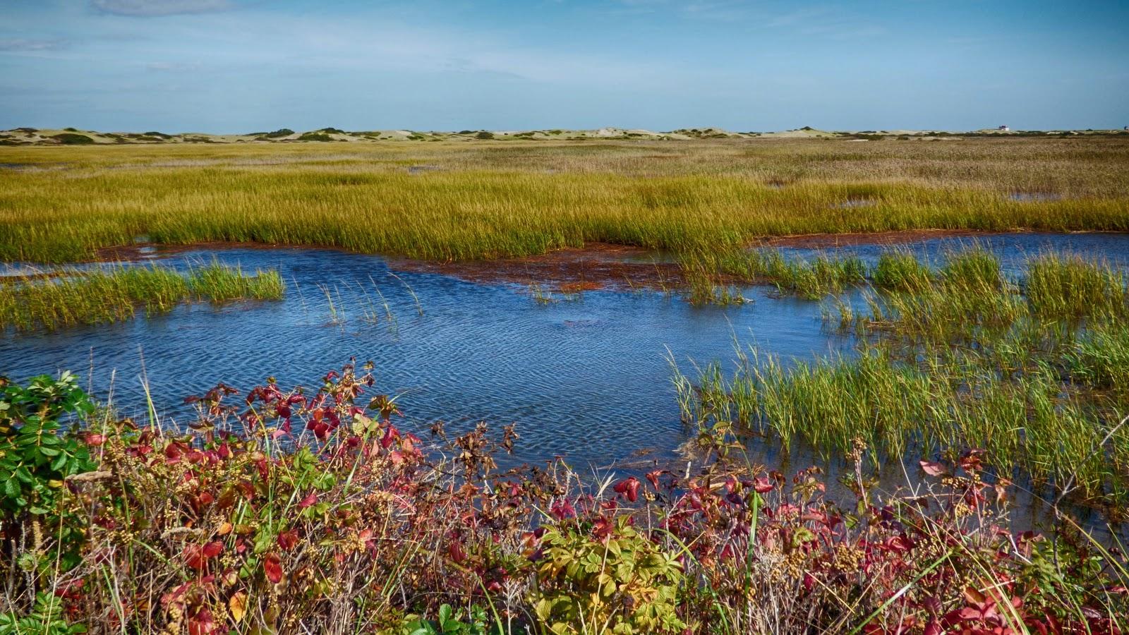 Sandee Hatches Harbor