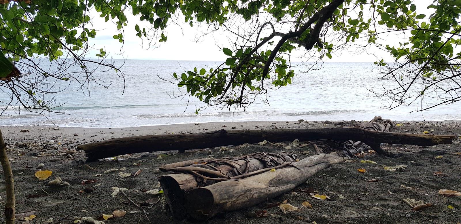 Sandee Dolphin View Beach Photo