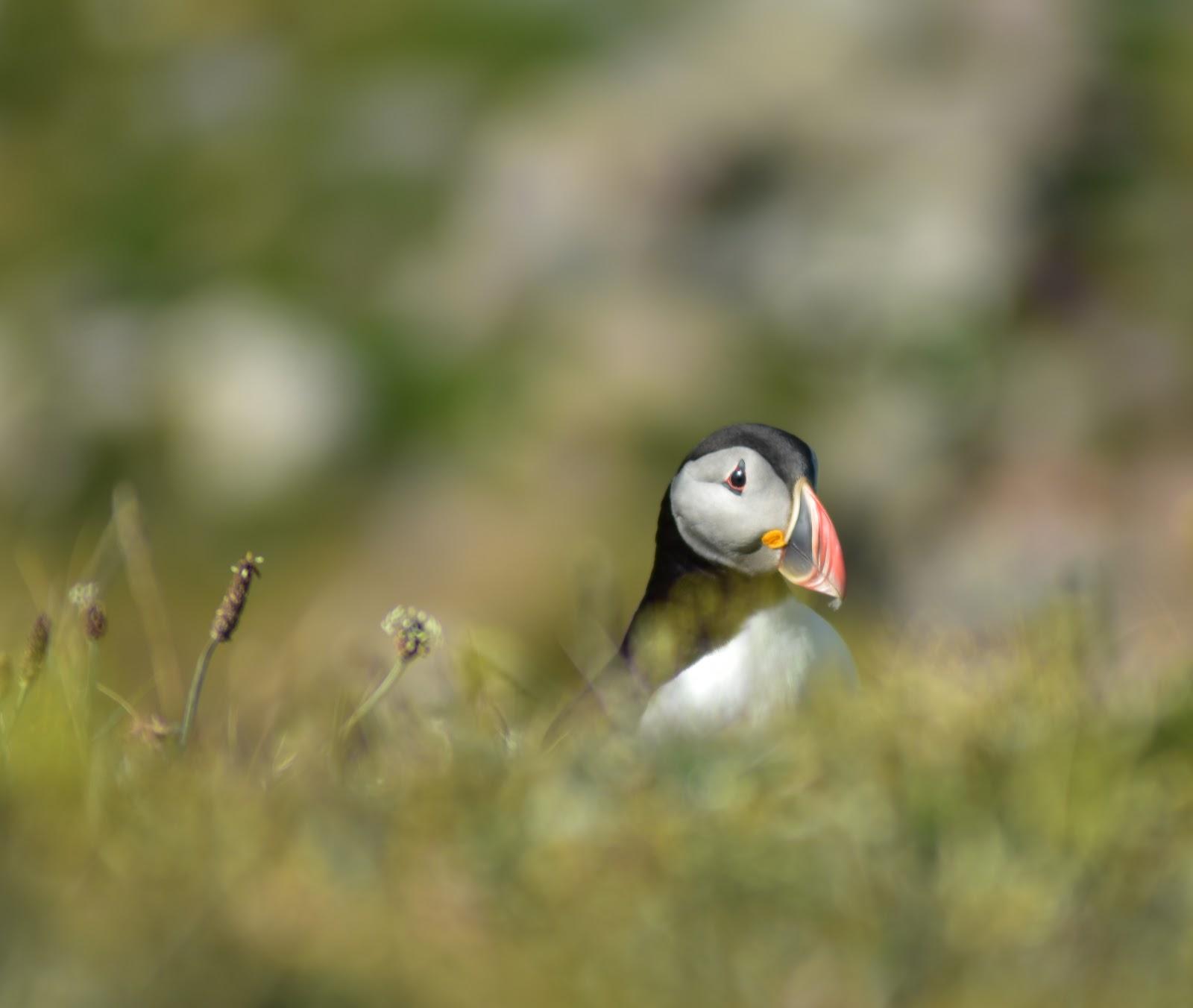 Sandee Puffin Cove, Drumhollistan Photo