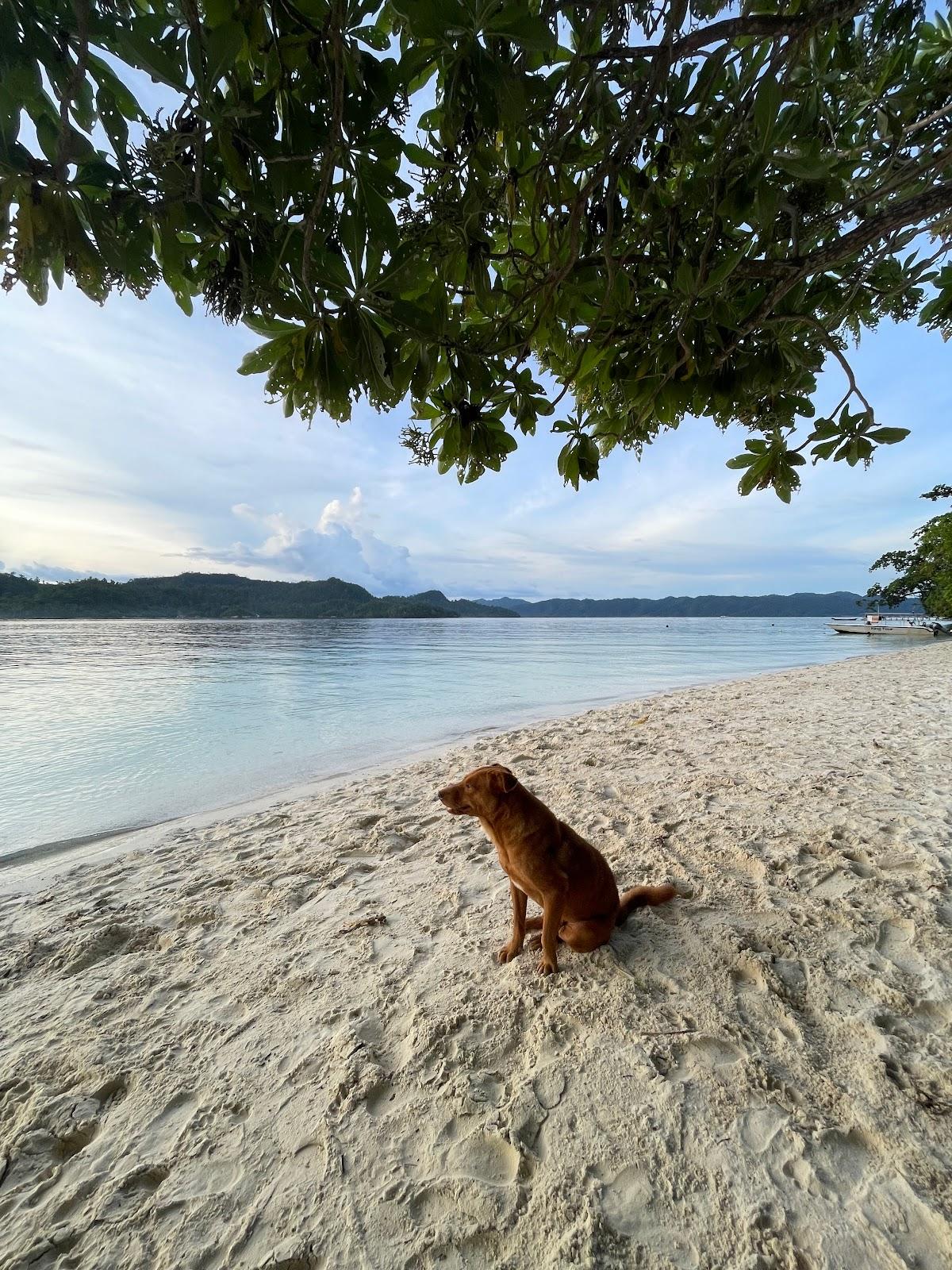 Sandee Pantai Oro Photo