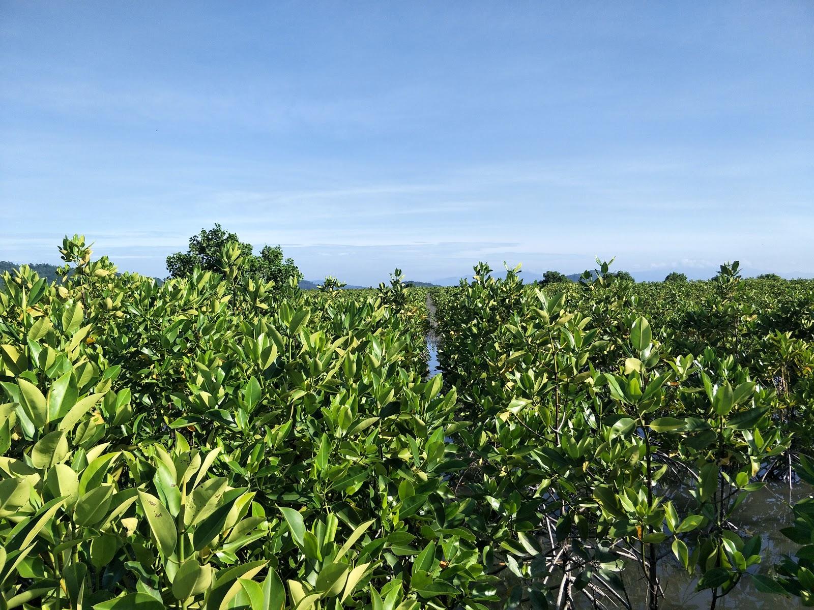 Sandee Maidlang Mangrove And Beach Forest Reserve