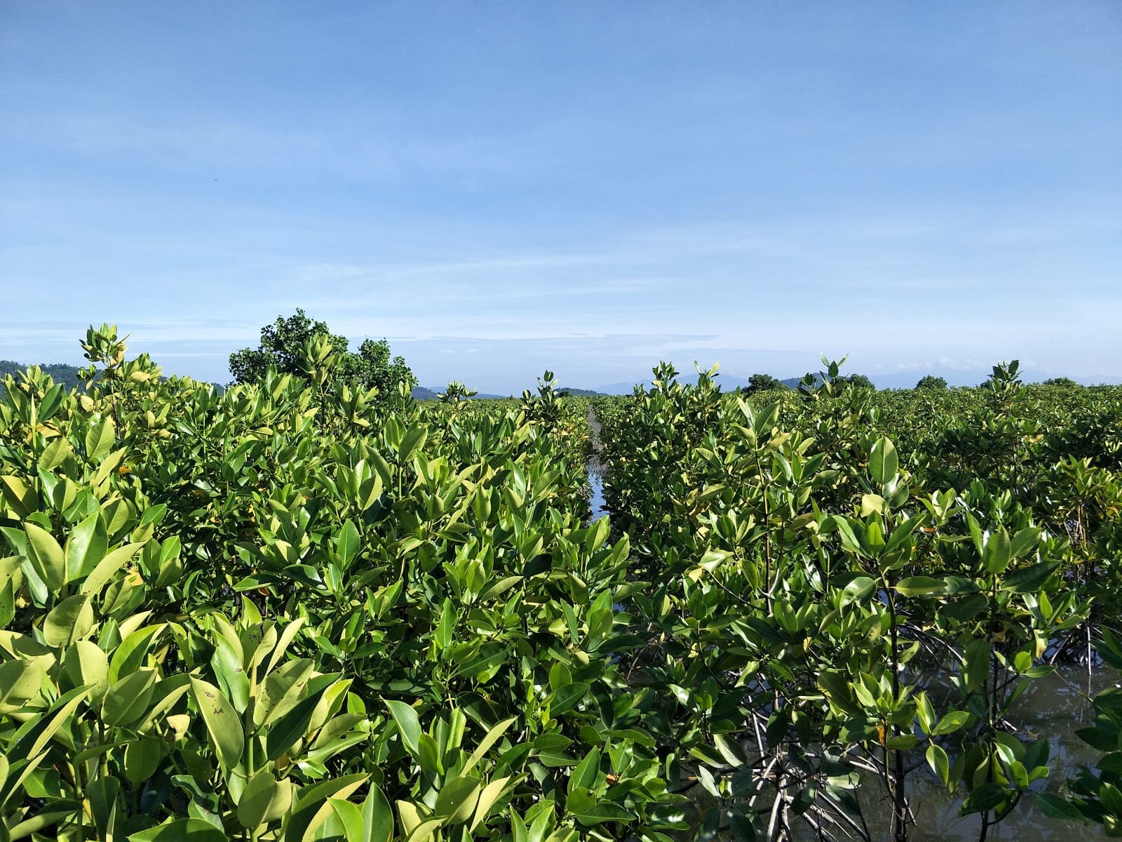 Sandee Maidlang Mangrove And Beach Forest Reserve Photo