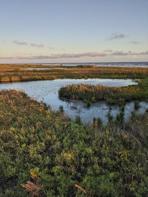 Sandee - Sea Rim State Park