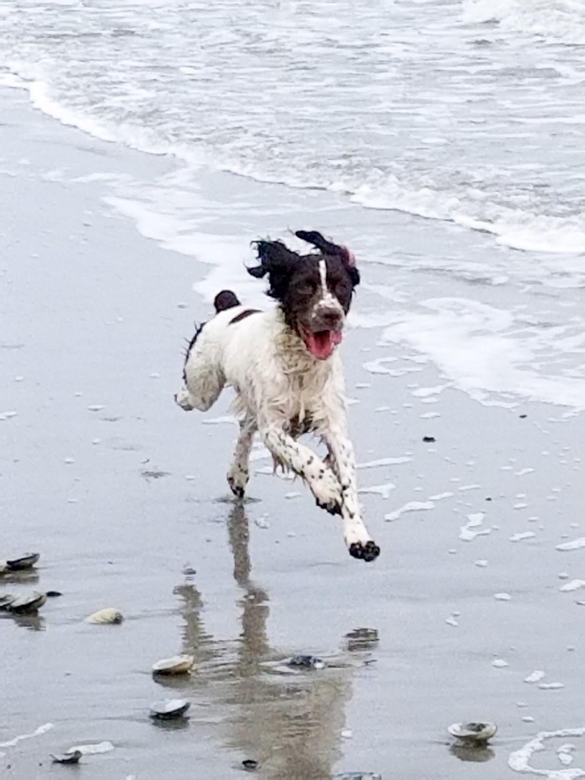 Sandee - Longport Dog Beach