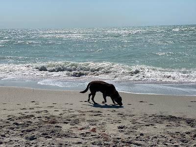 Sandee - Brohard Beach And Paw Park