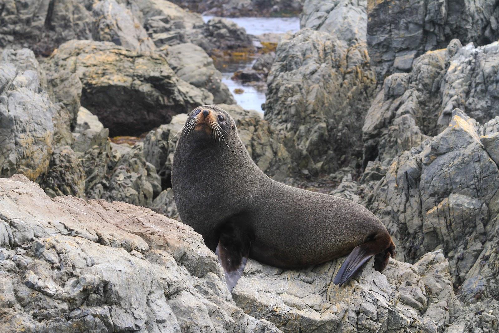 Sandee Red Rocks - Seals