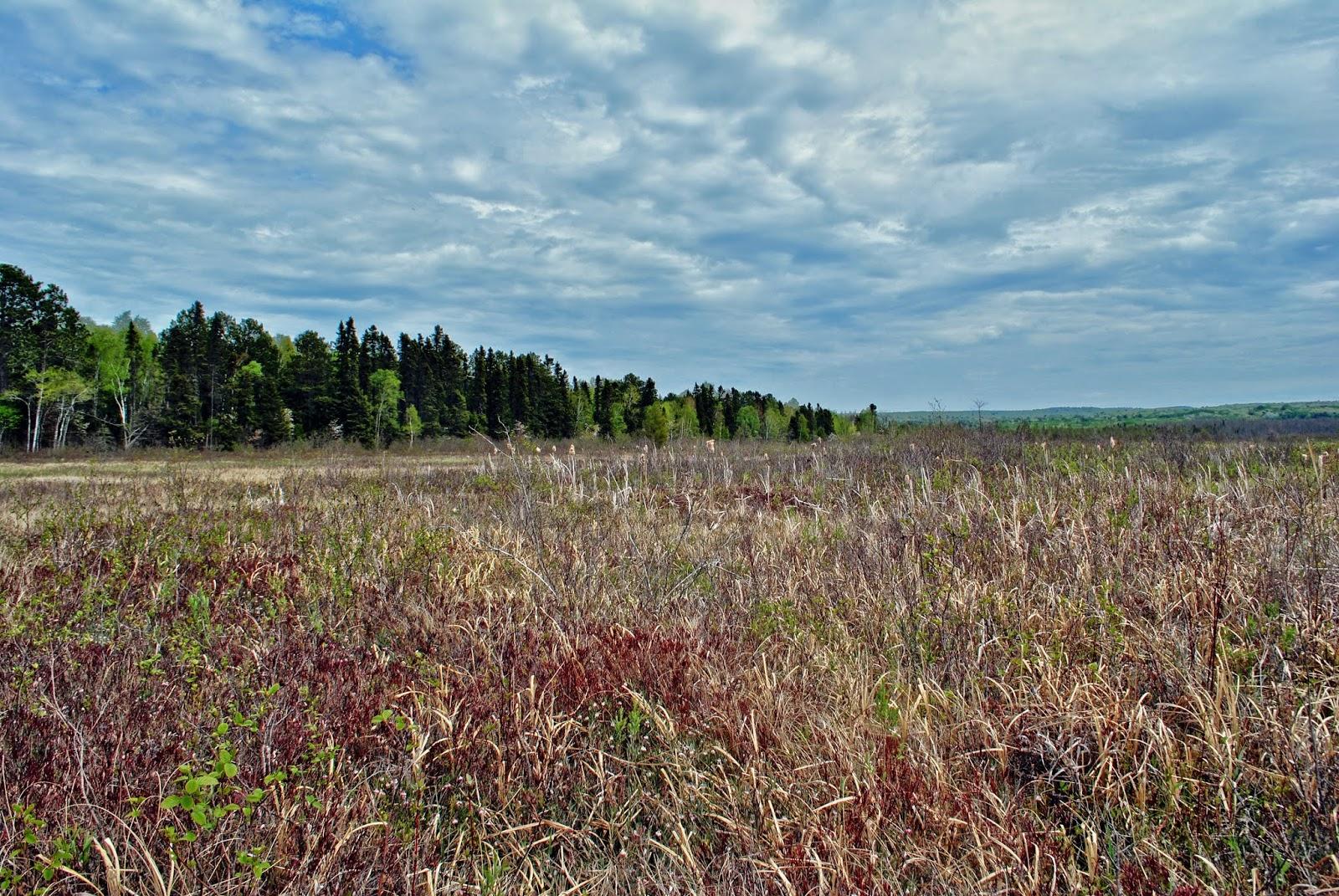 Sandee Lost Creek Bog
