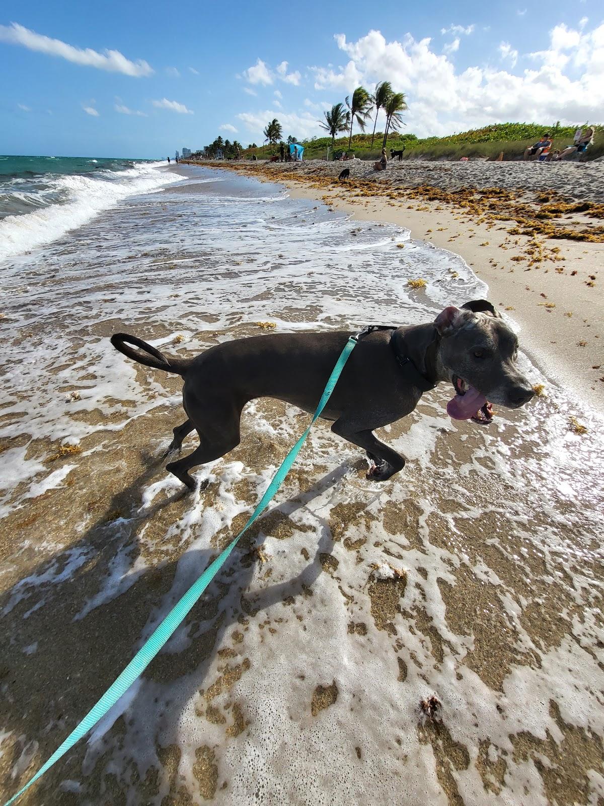 Sandee - Hollywood Dog Beach