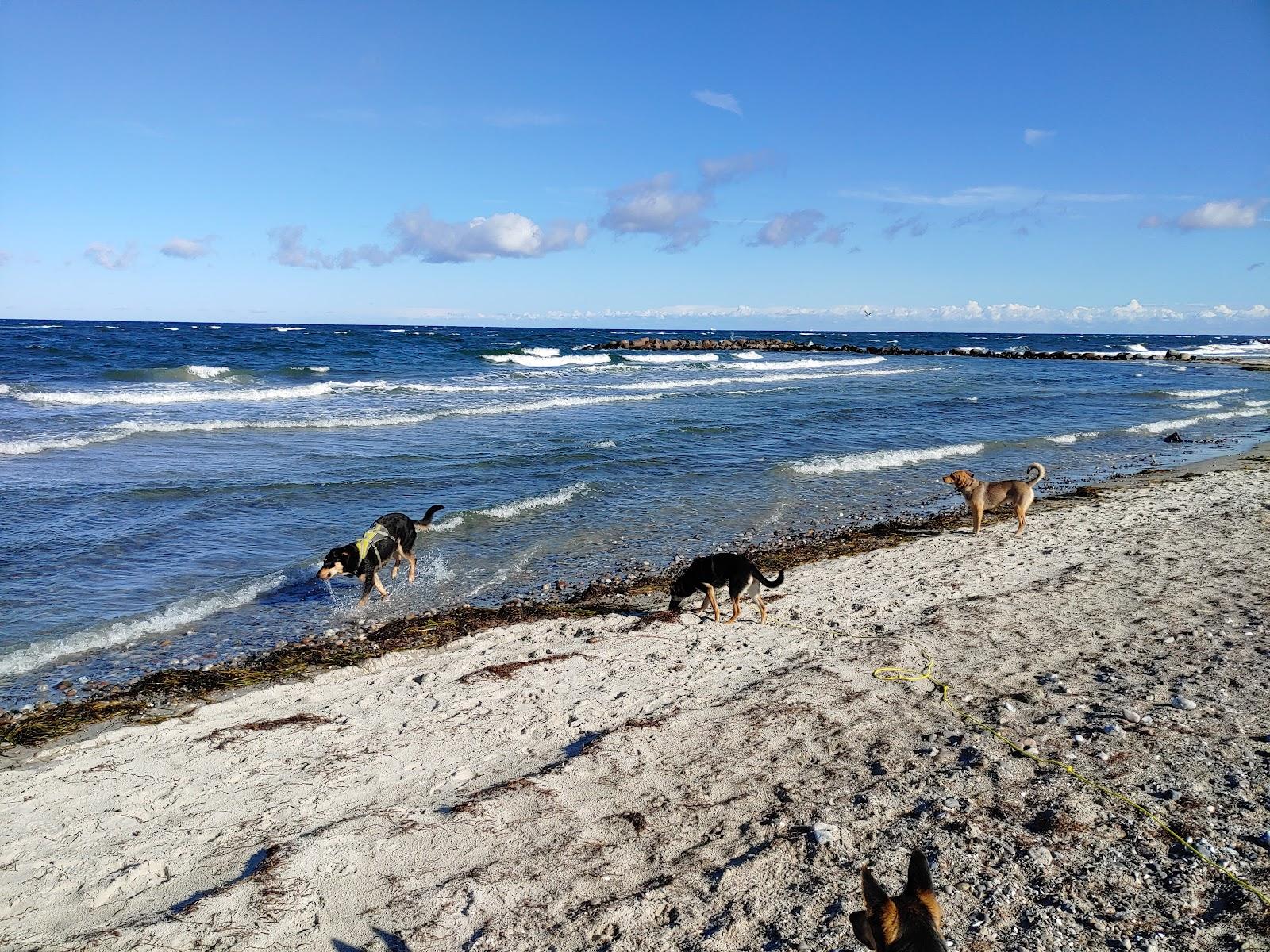 Sandee Hundestrand Heidkate