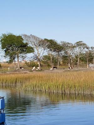 Sandee - Cane Inlet