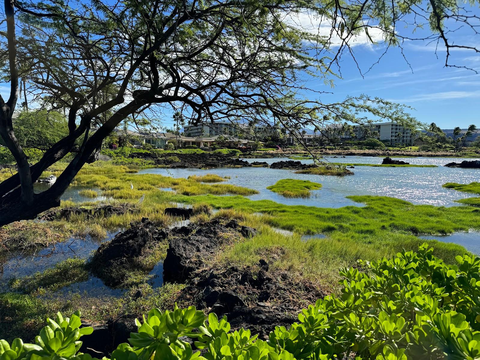 Sandee - Anaehoomalu Beach