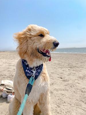 Sandee - Longport Dog Beach