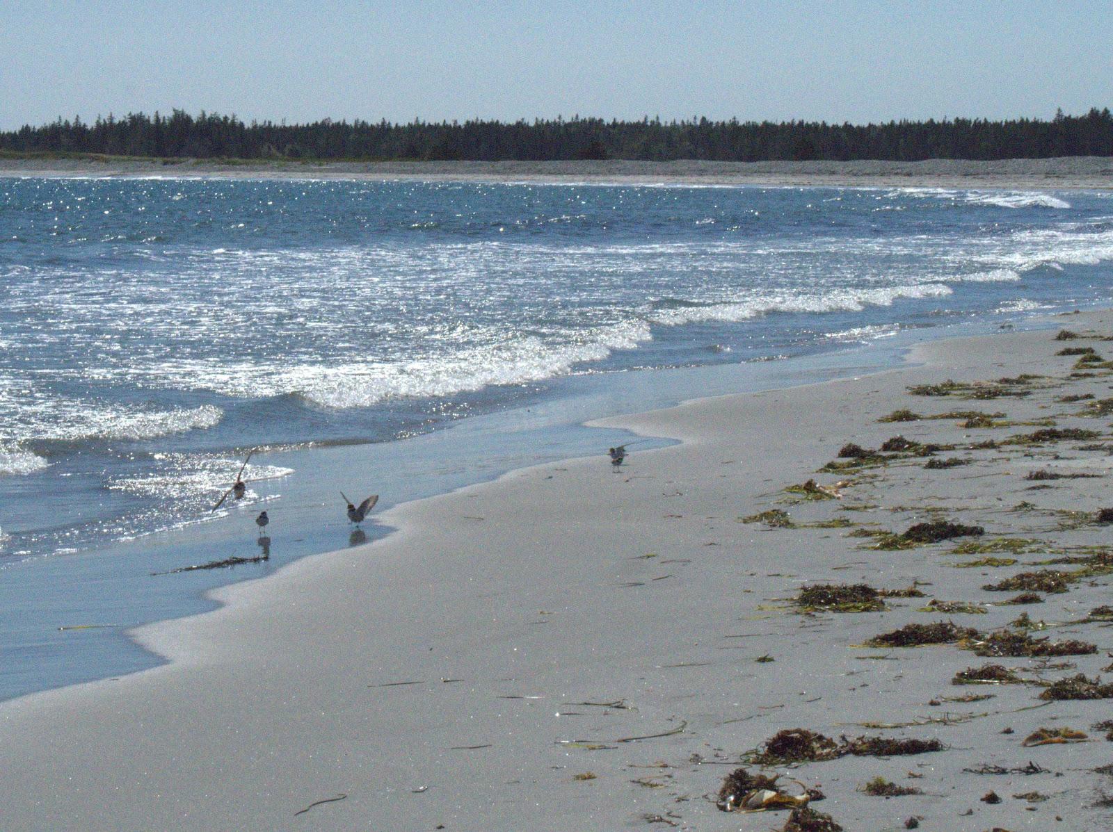 Sandee Cherry Hill Beach Photo