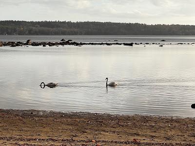 Sandee - Mary Waldron Beach