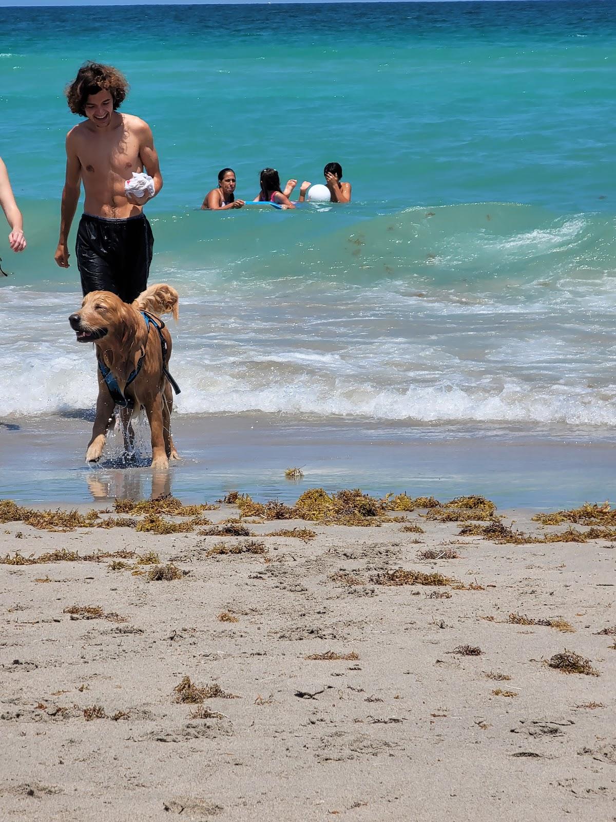 Sandee - Hollywood Dog Beach