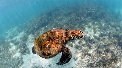 Sandee - La Loberia Floreana Island