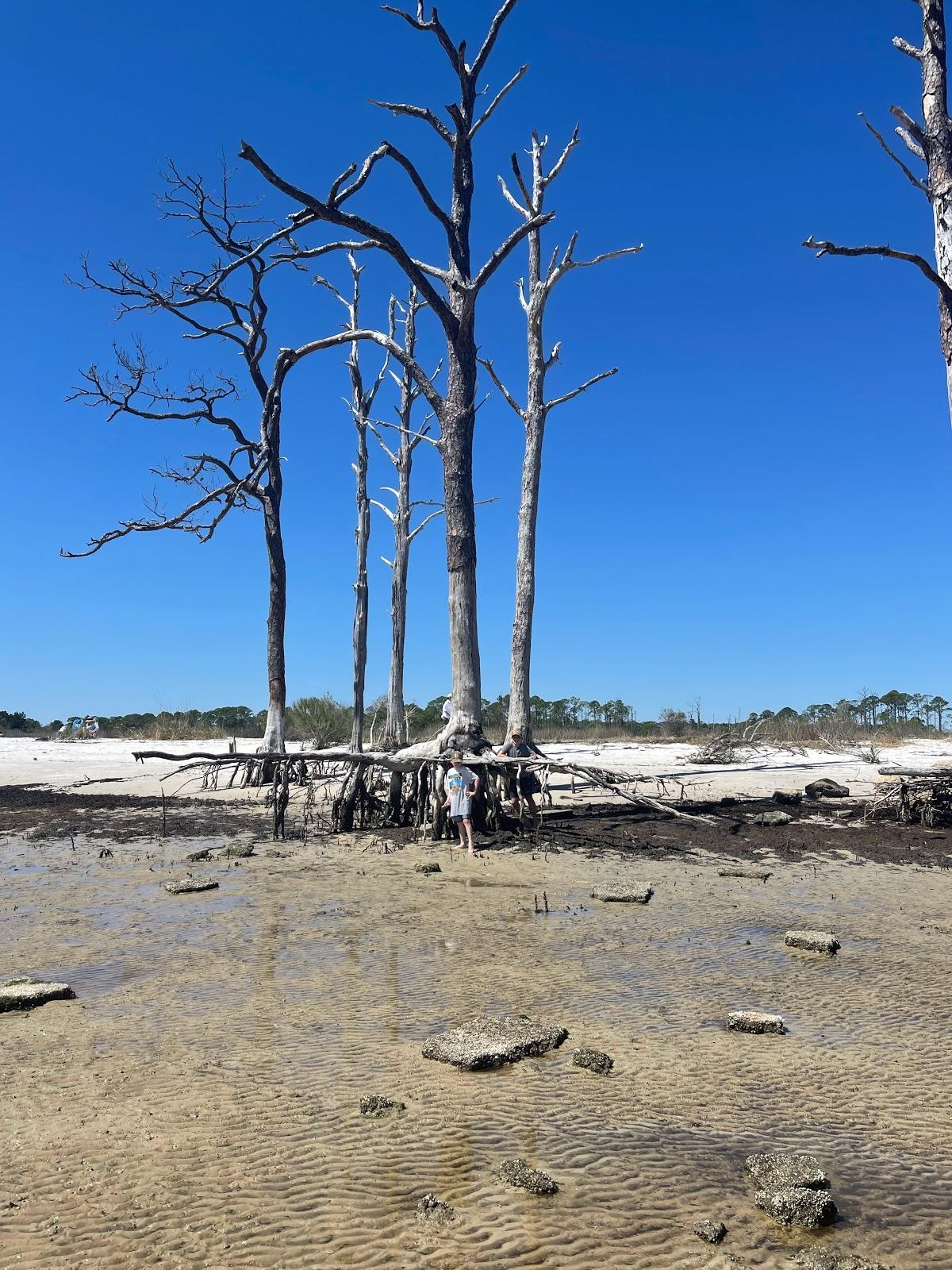 Sandee Ochlockonee Point