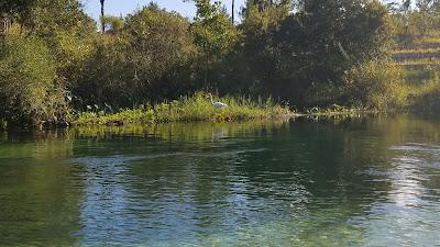 Sandee - Weeki Wachee Spring