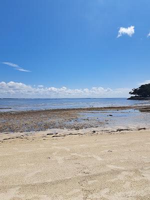 Sandee - Dolphin Head Beach