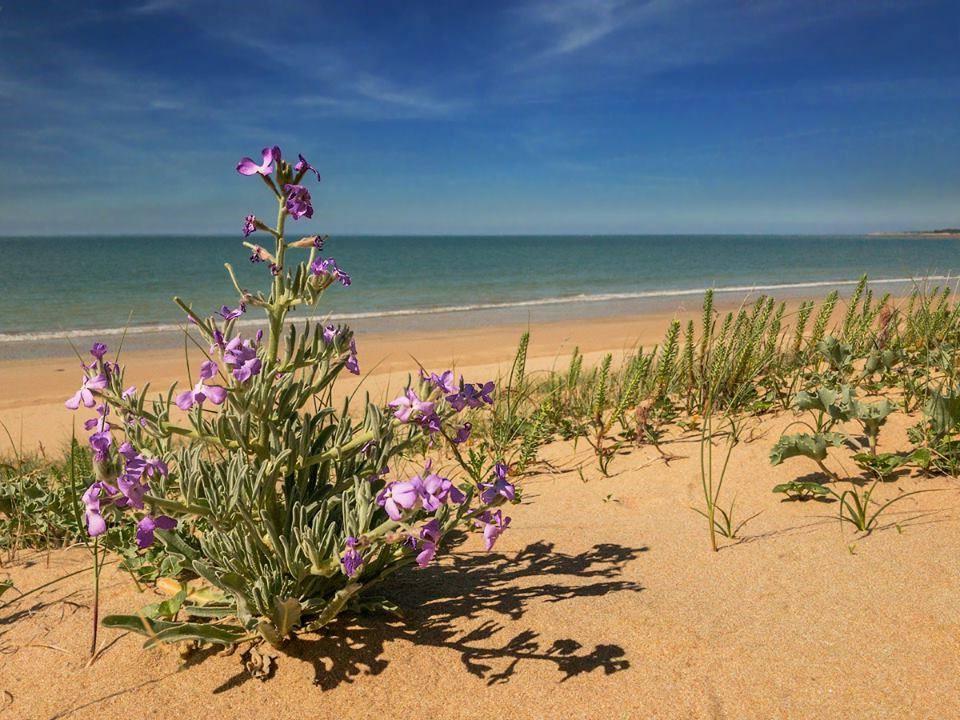 Sandee Plage Des Delices Photo