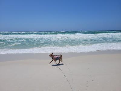 Sandee - Pensacola Dog Beach East