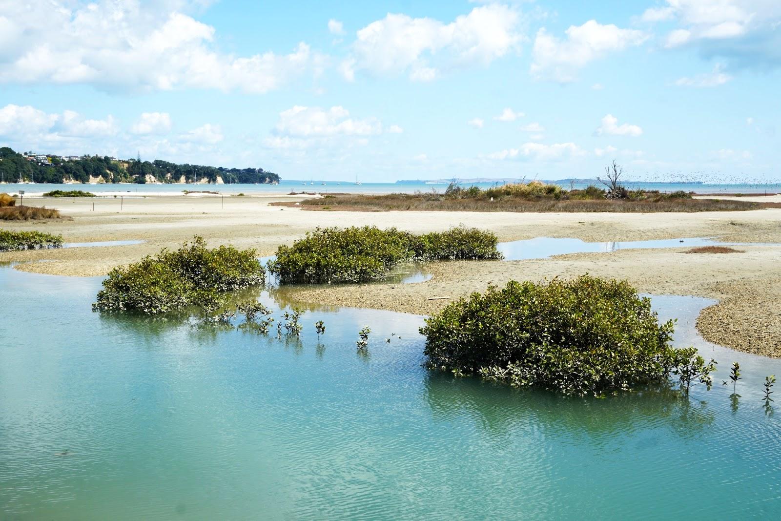 Sandee Whitford Beach - Turanga Creek Conservation Reserve