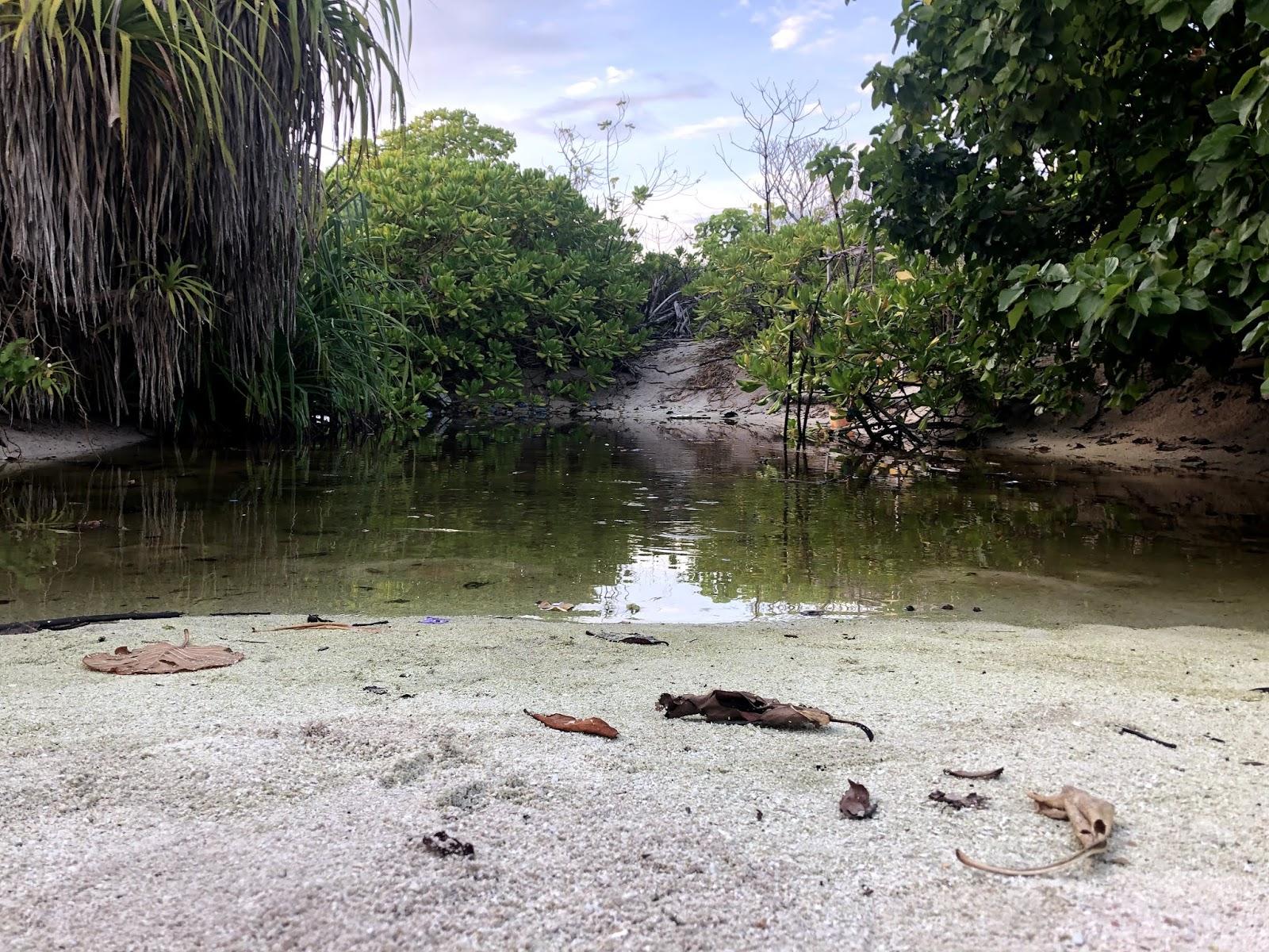 Sandee Mangrove