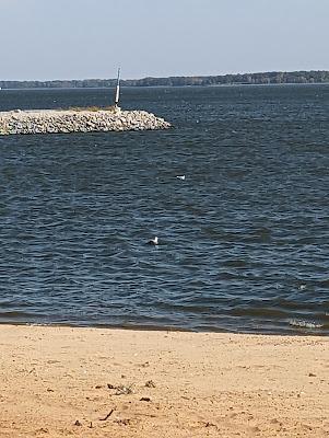 Sandee - Dam West Beach