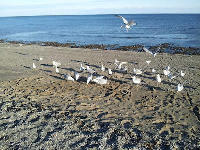 Sandee - Russian Beach