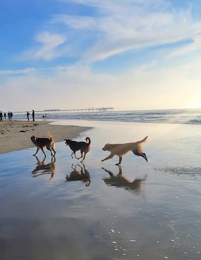 Sandee The Dog Beach Photo