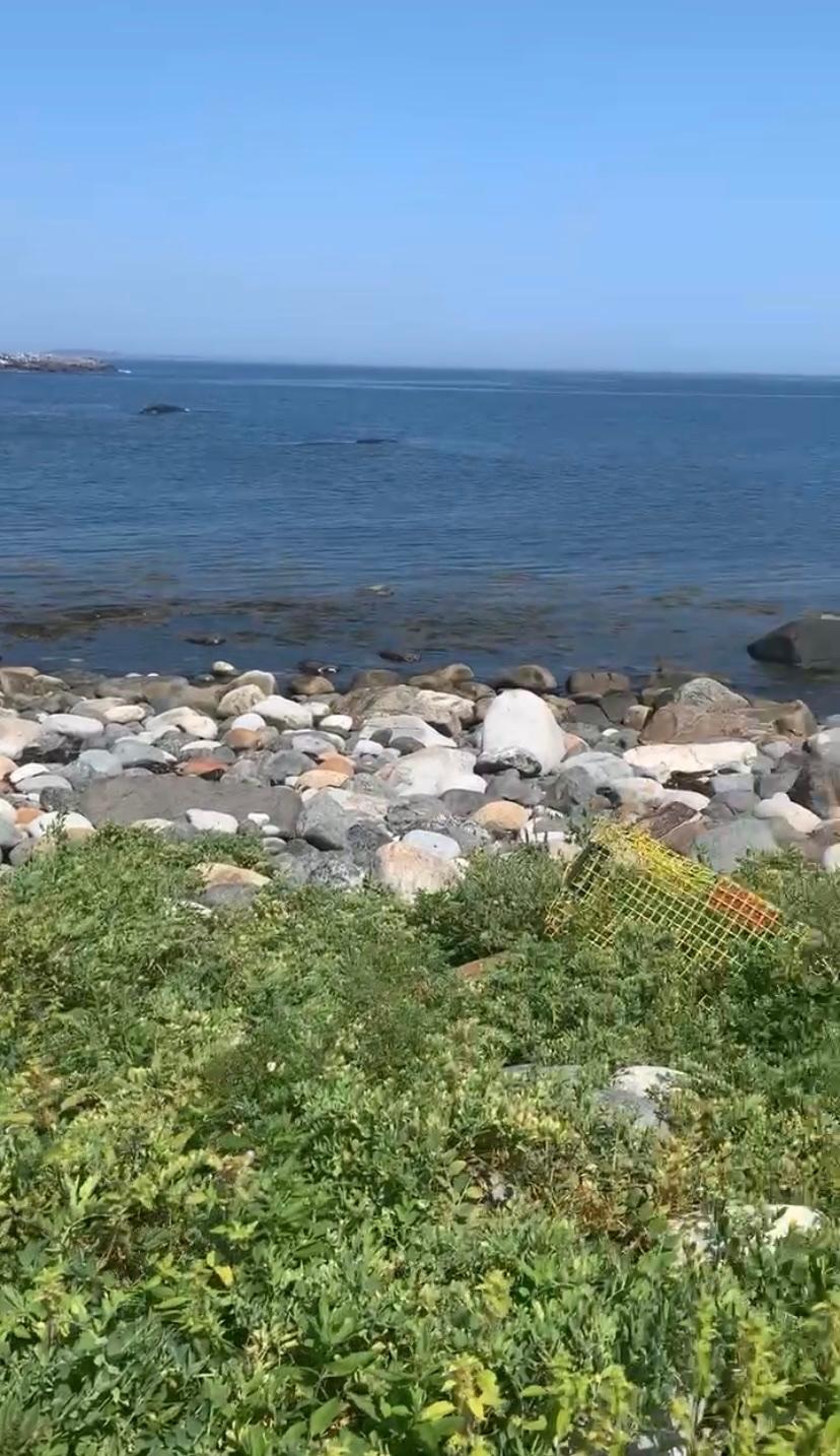Sandee - HomePage / Monhegan Island Plantation