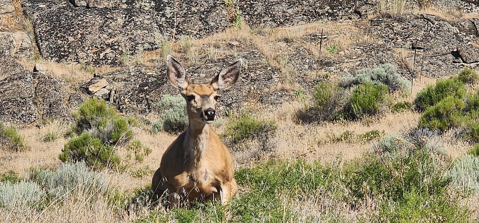 Sandee - Steamboat Rock Trailhead