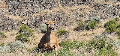 Sandee - Steamboat Rock Trailhead