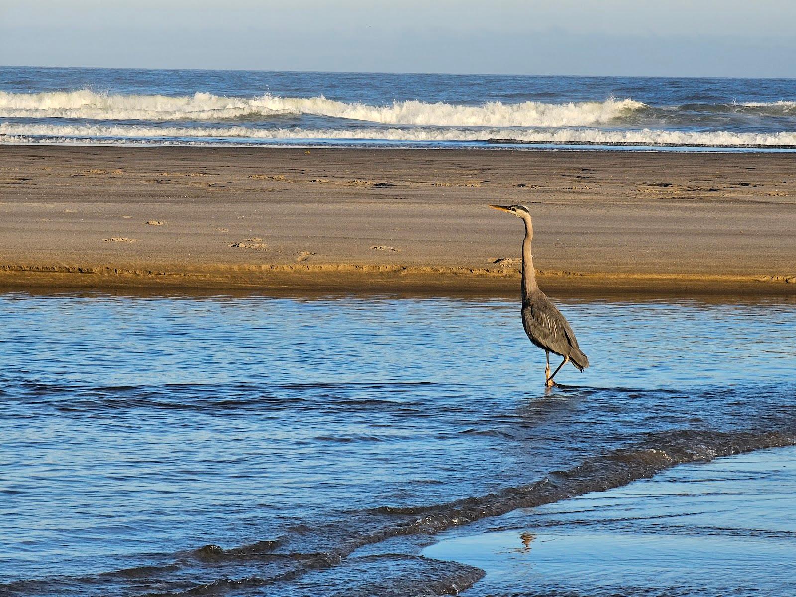 Sandee - Neskowin Ghost Forest