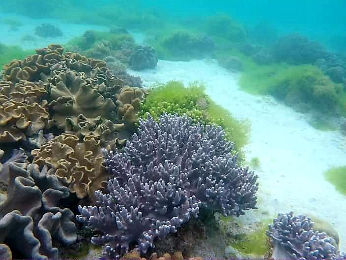 Sandee Pangpang Beach