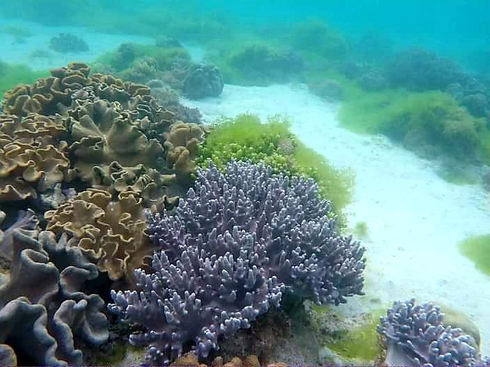 Sandee Pangpang Beach Photo