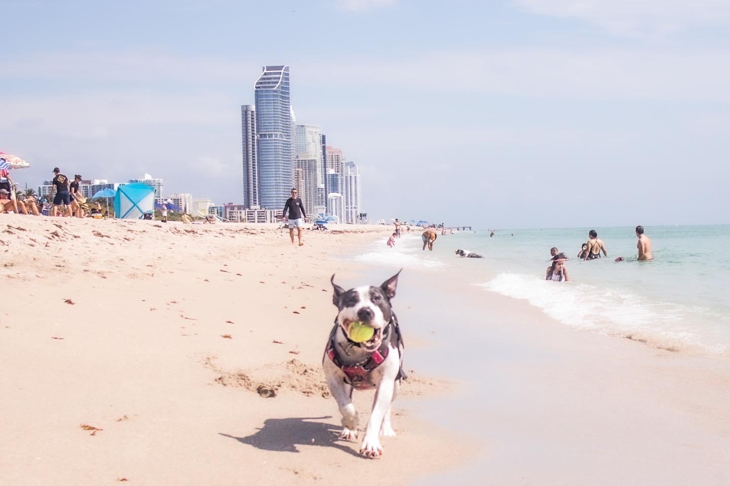 Sandee - Haulover Beach Dog Park