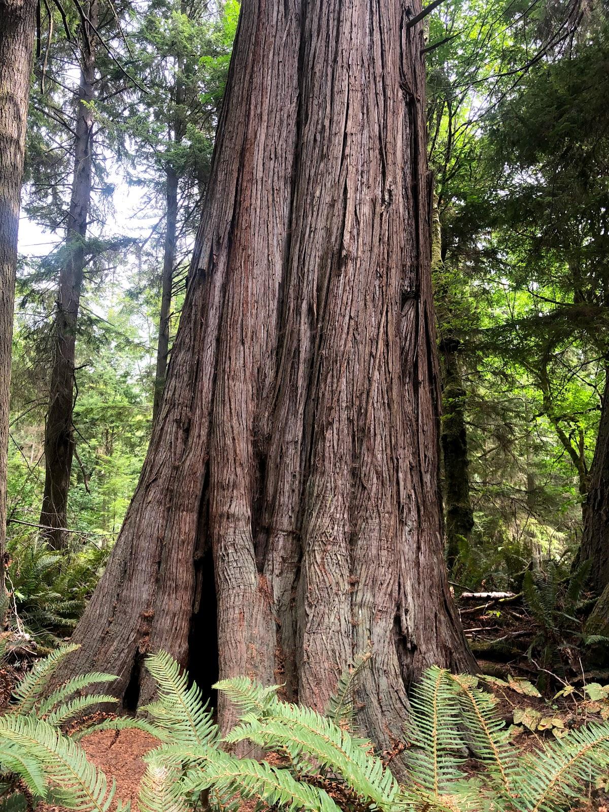 Sandee South Whidbey State Park Photo