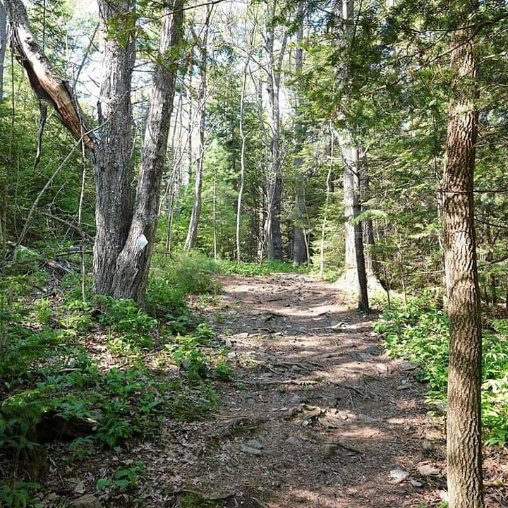 Sandee Robinson Woods Preserve