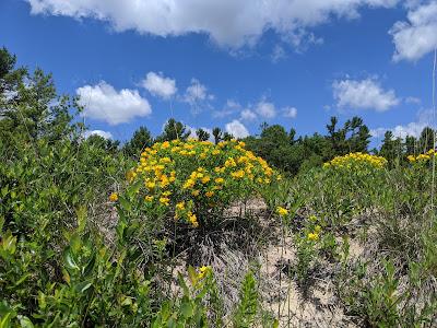 Sandee - Public Shoreline Beach State Forest Matrix Point