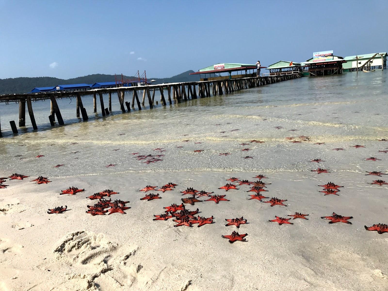 Sandee Starfish Beach