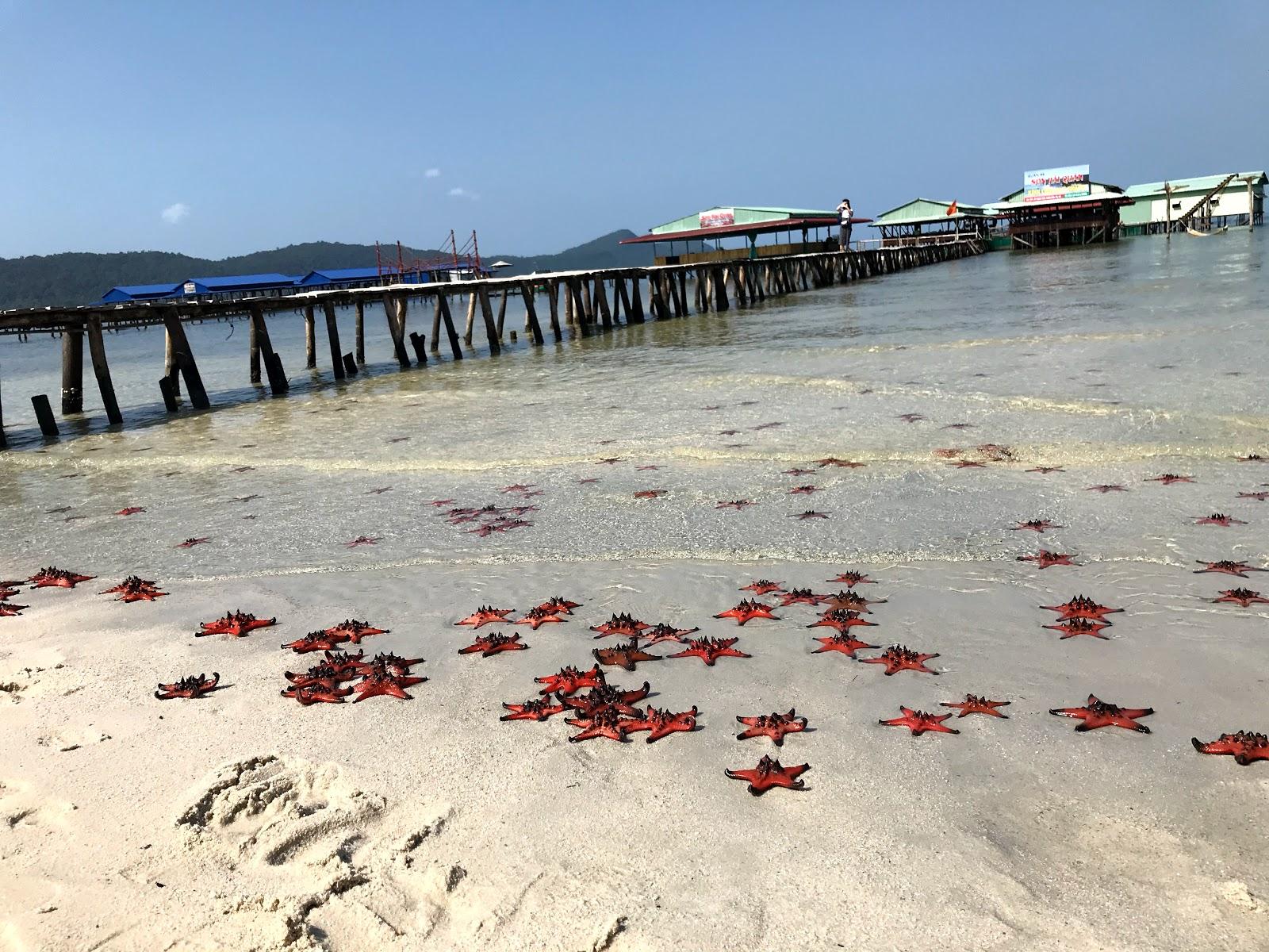 Sandee Starfish Beach Photo