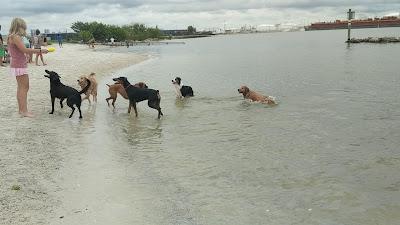 Sandee - Davis Island Dog Beach