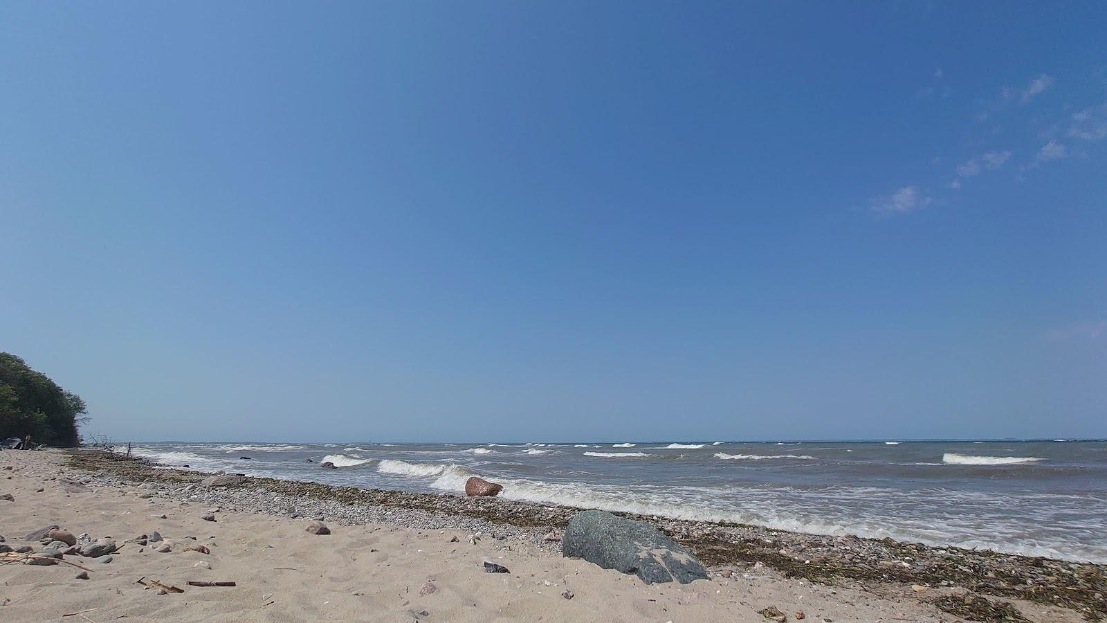 Sandee Musennest Ostseestrand Brooker Wald Photo