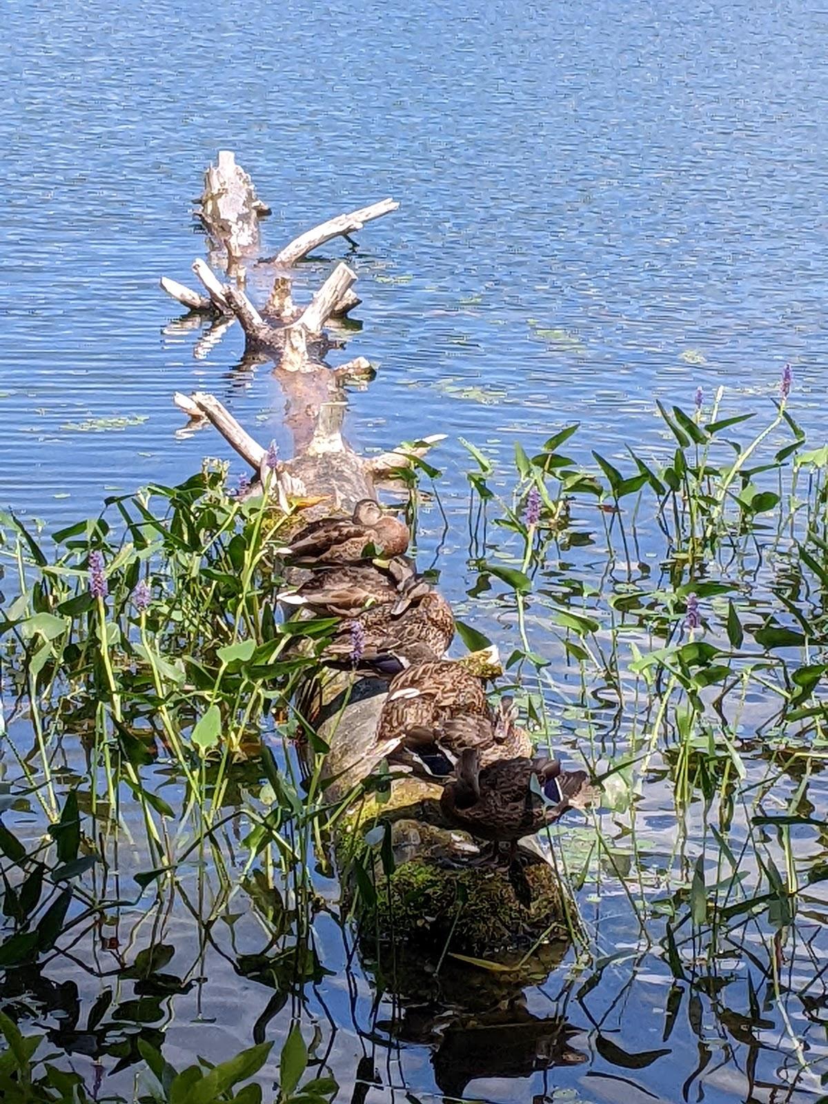 Sandee - White Lake State Park