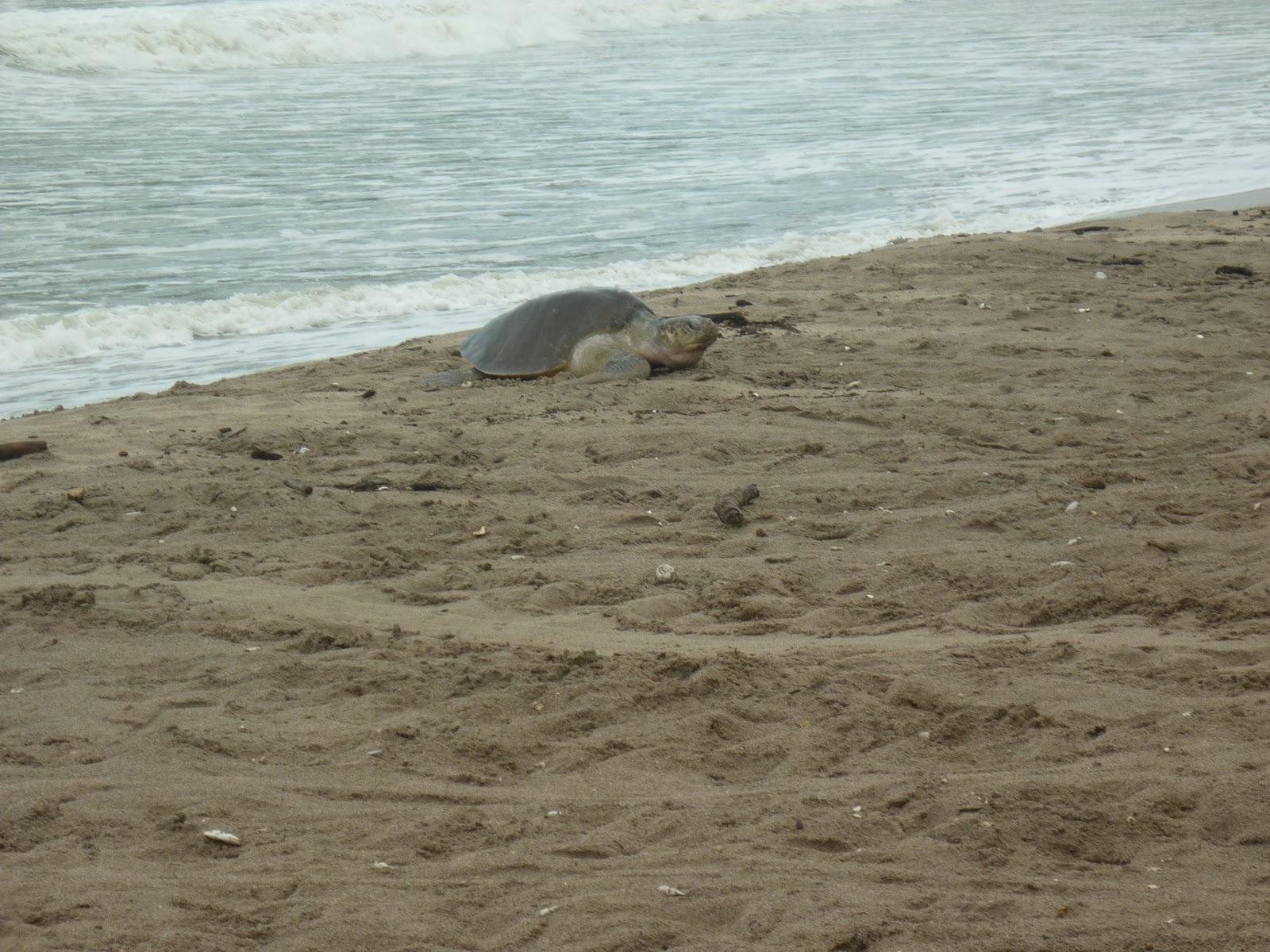 Sandee Punta Manzanillo