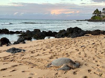 Sandee - Lower Paia Park